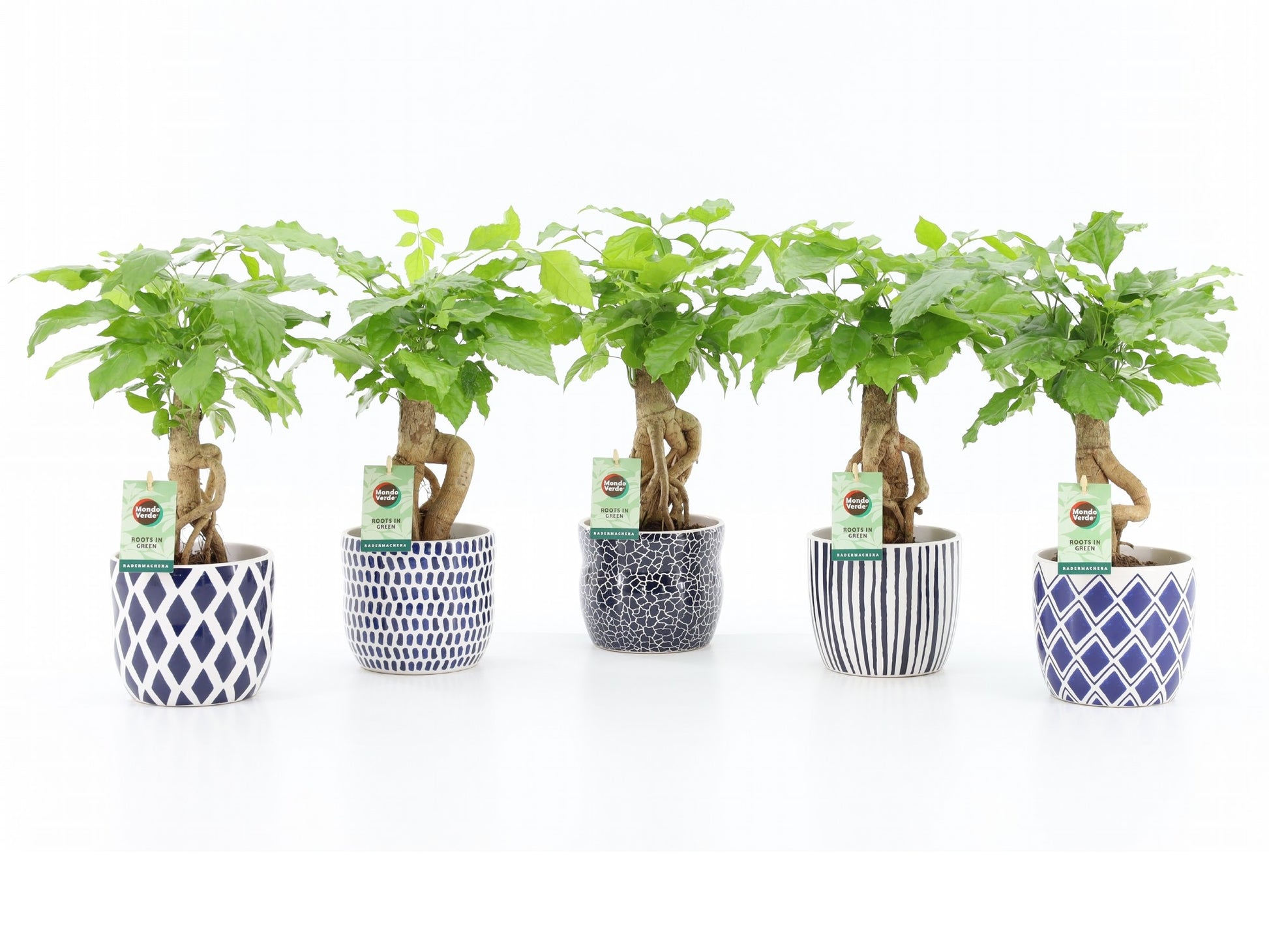 Radermachera sinica 30cm 13cm Pot