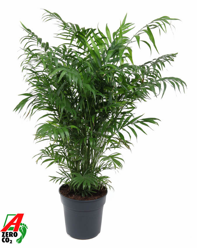 Chamaedorea elegans 100cm 24cm Pot