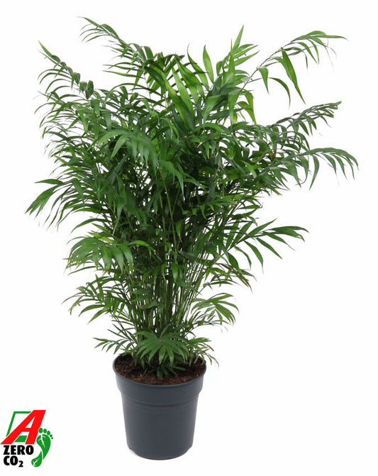 Chamaedorea elegans 100cm 24cm Pot