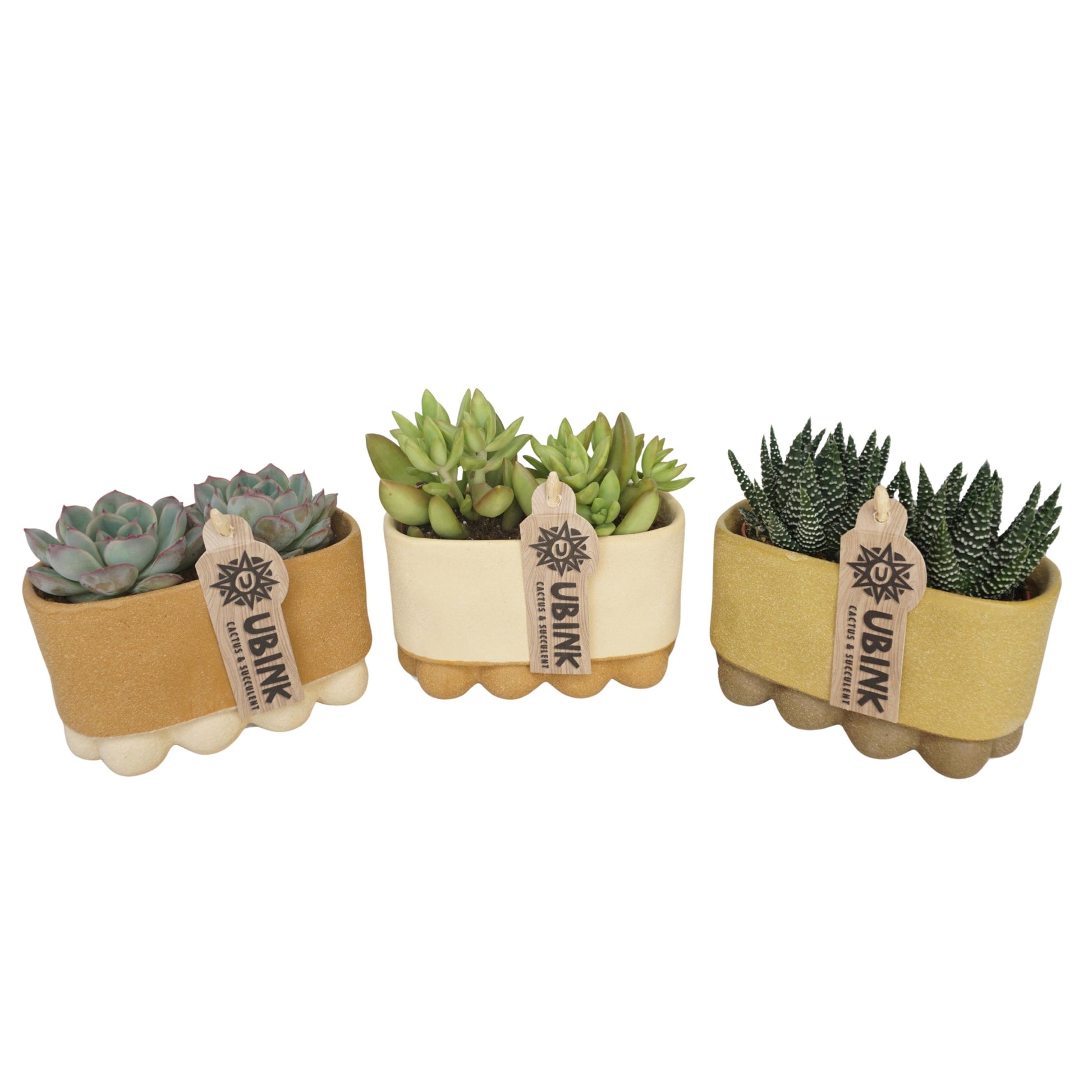 Succulent mix 10cm 14cm Pot