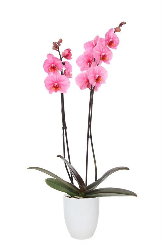 Phalaenopsis Hybrid 55cm 12cm Pot