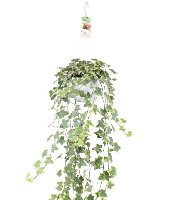 Vireo-Hedera plant BV Hedera helix Goldchild Pack of 1