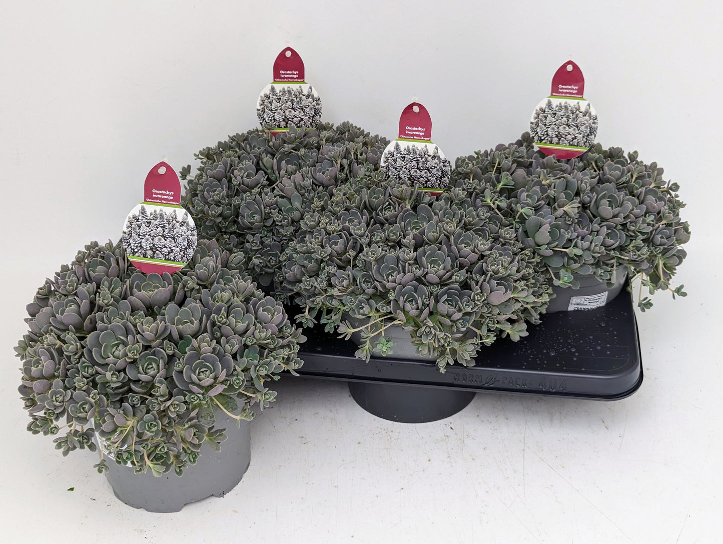 Orostachys furusei 32cm 17cm Pot