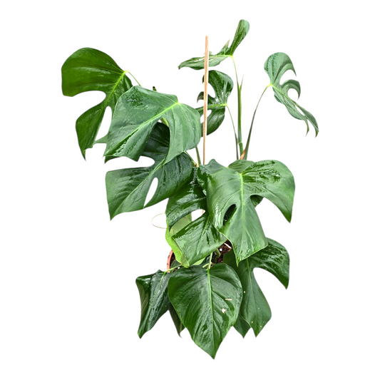 Monstera Variegated 50cm 21cm Pot