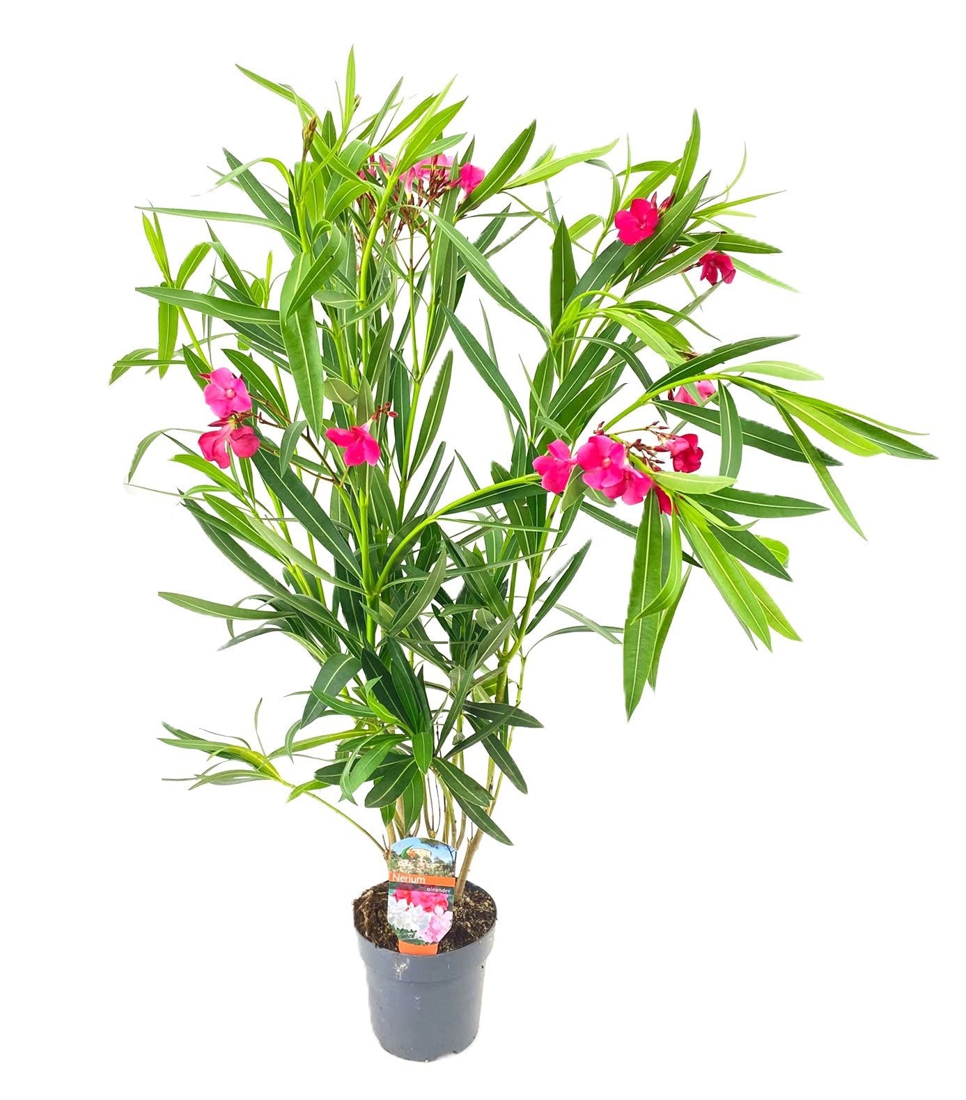 Nerium oleander mix 90cm 15cm Pot