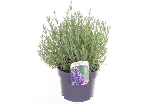 Lavandula ang. Blue River 40cm 17cm Pot