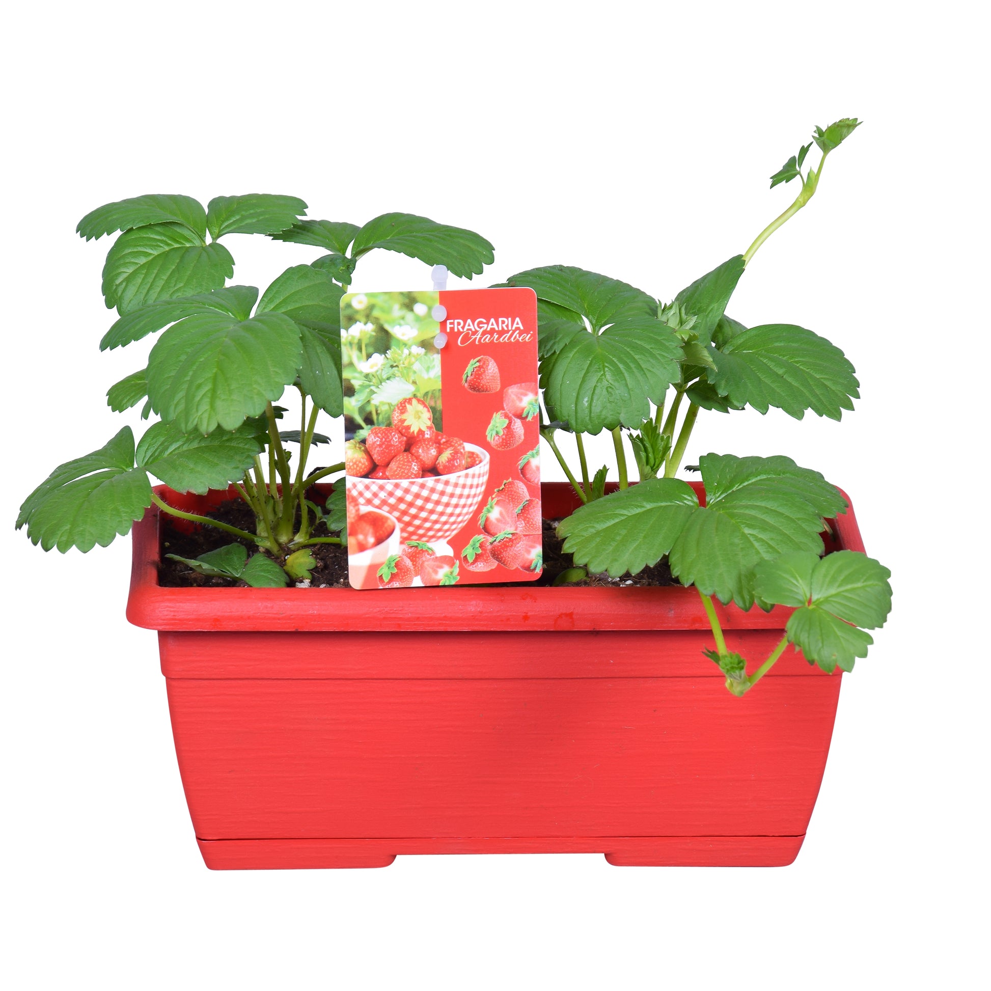 Fragaria ana. Beltran 25cm 25cm Pot