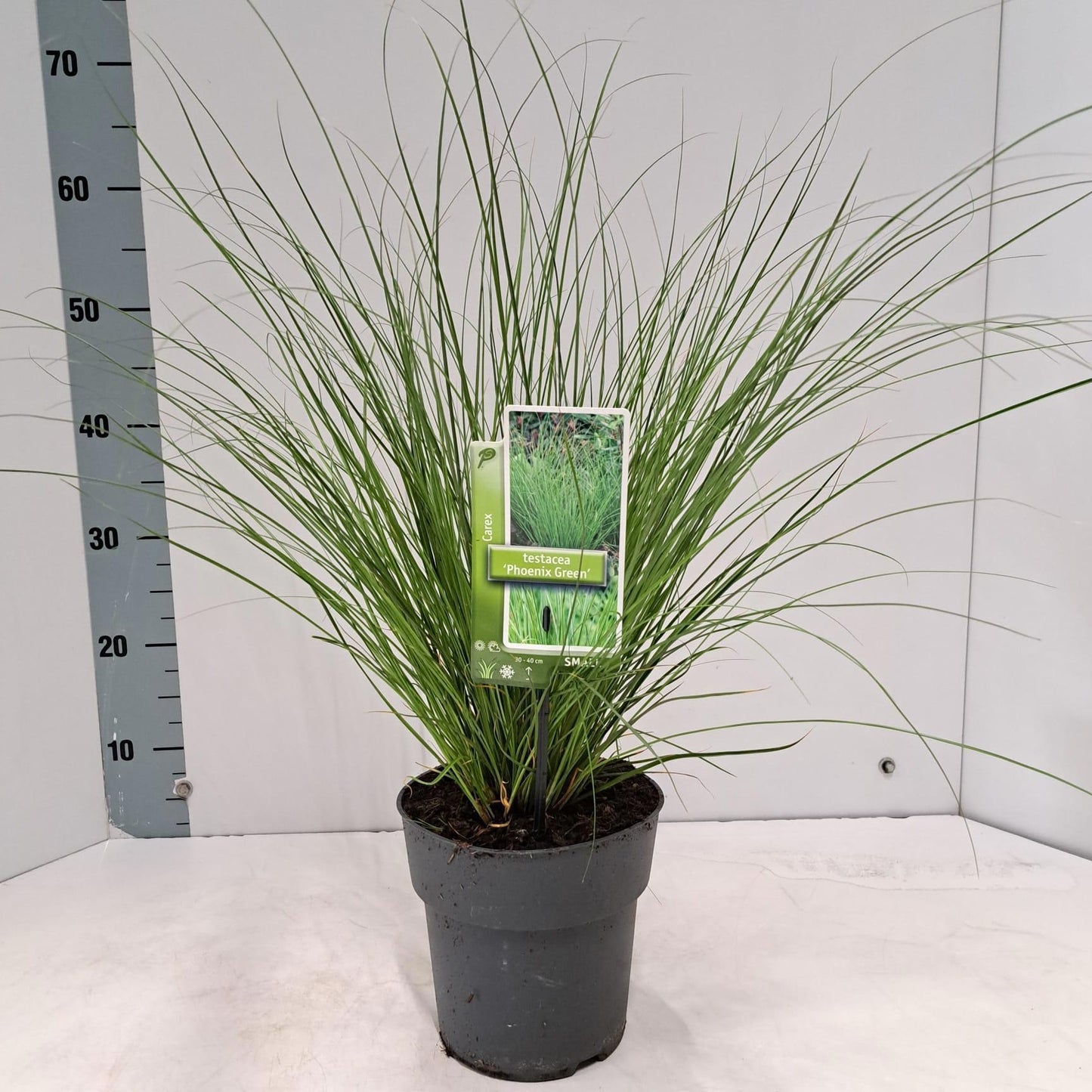 Carex Colorgrass Phoenix Green 60cm 17cm Pot