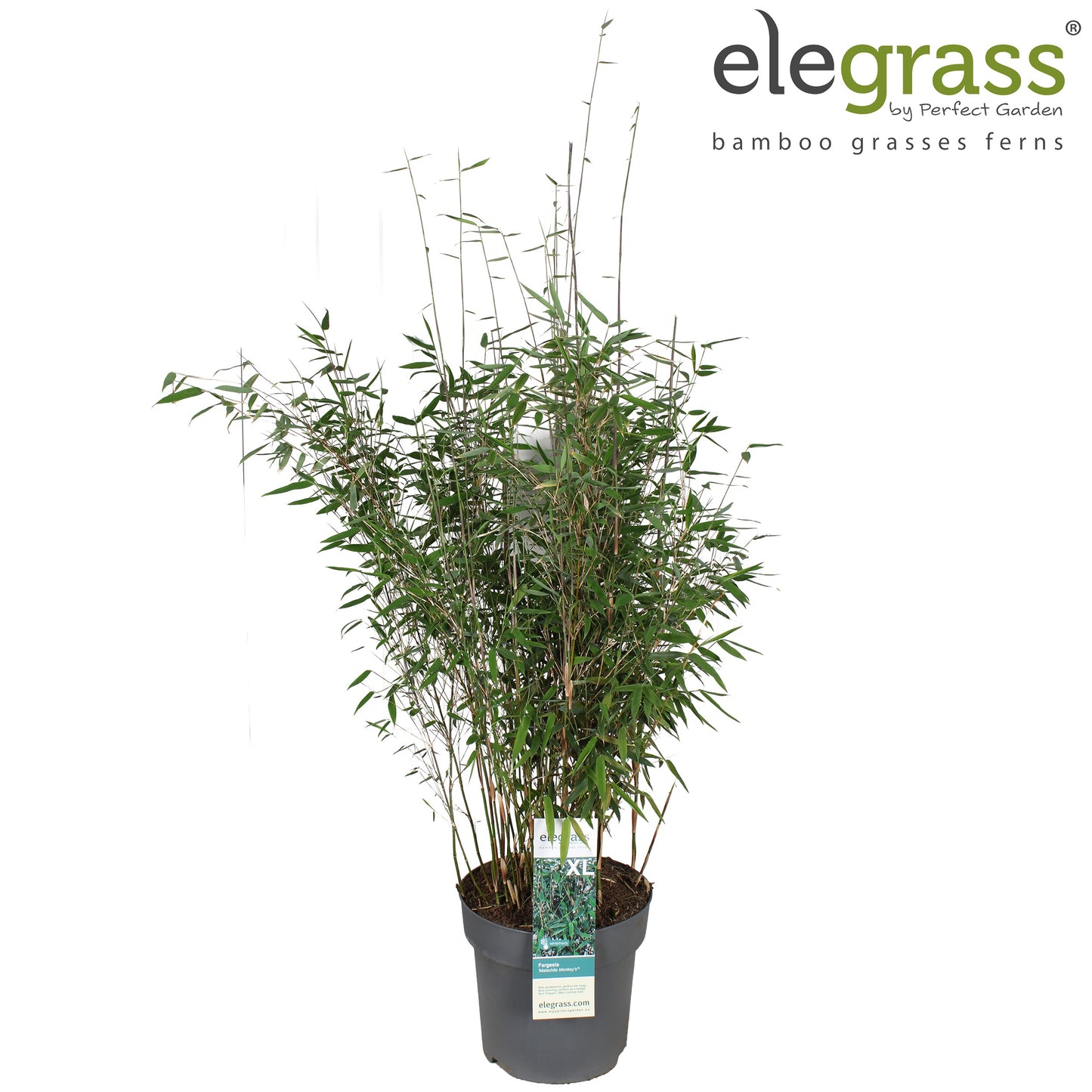 Fargesia murieliae 100cm 29cm Pot