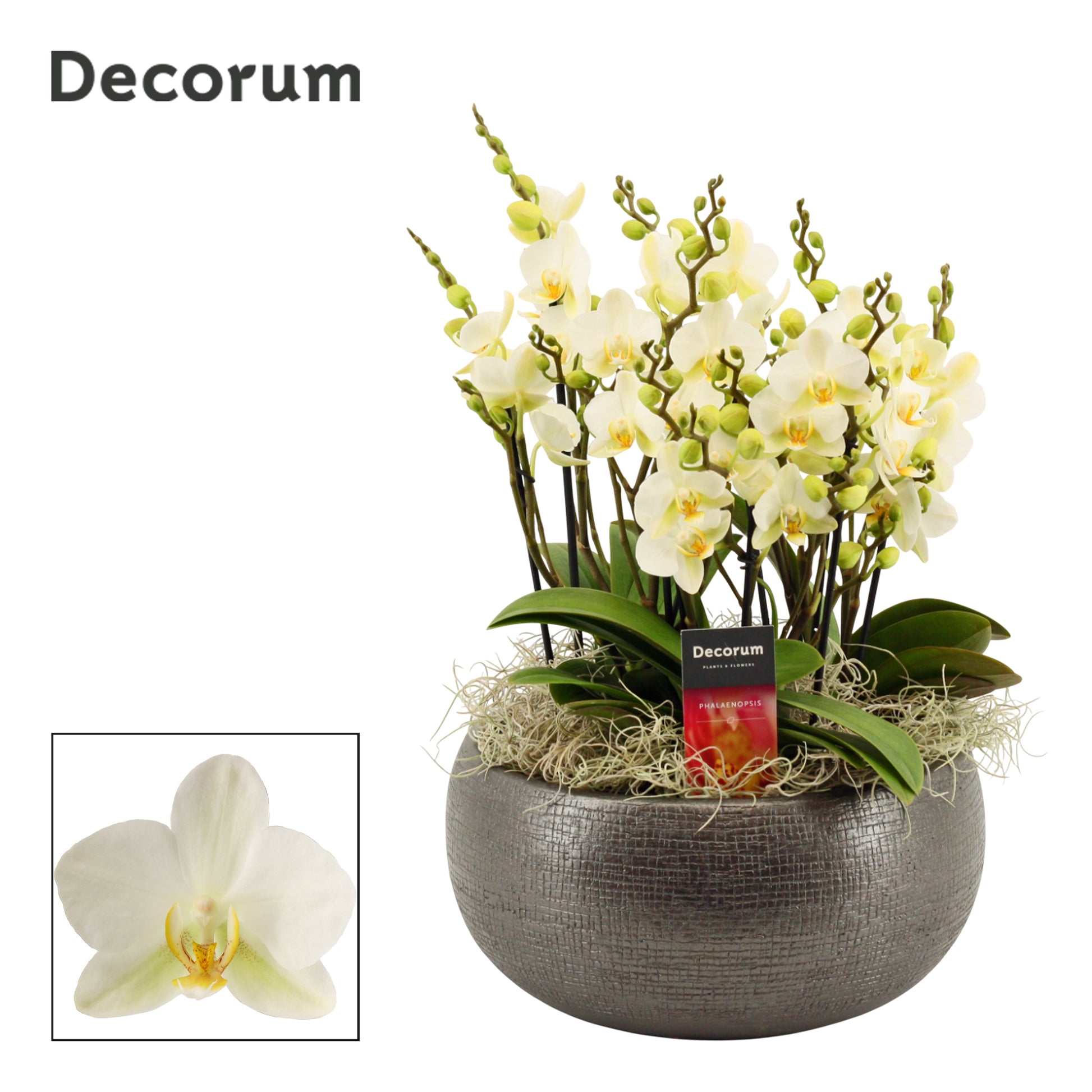 Phalaenopsis mf. Lausanne 35cm 27cm Pot