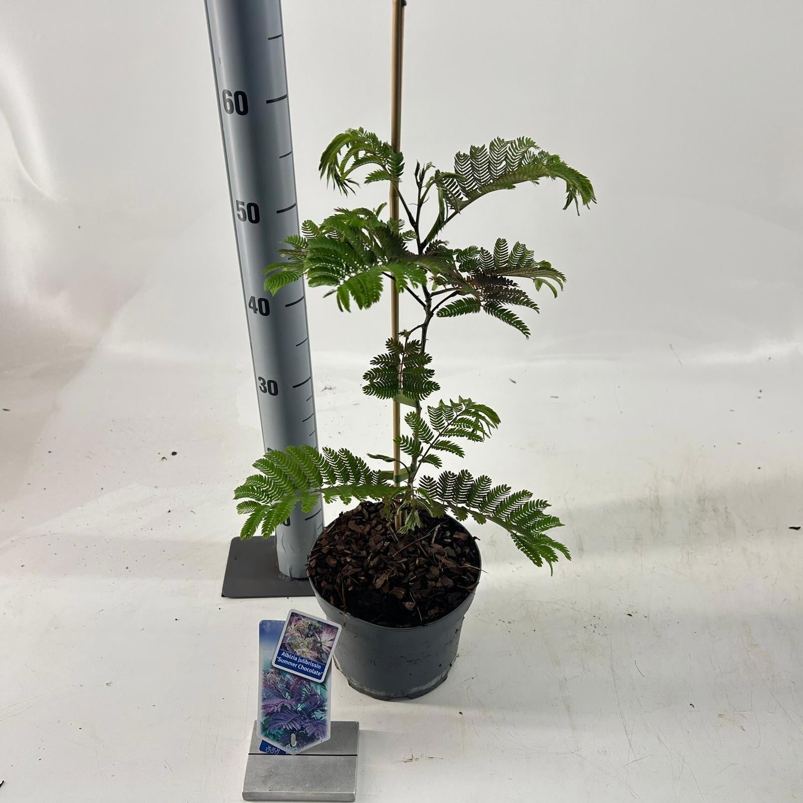 Albizia julibrissin 55cm 19cm Pot