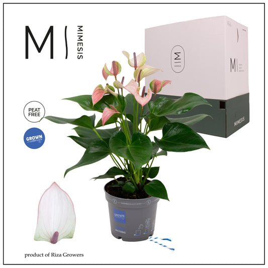 Anthurium Joli Pulse 43cm 12cm Pot