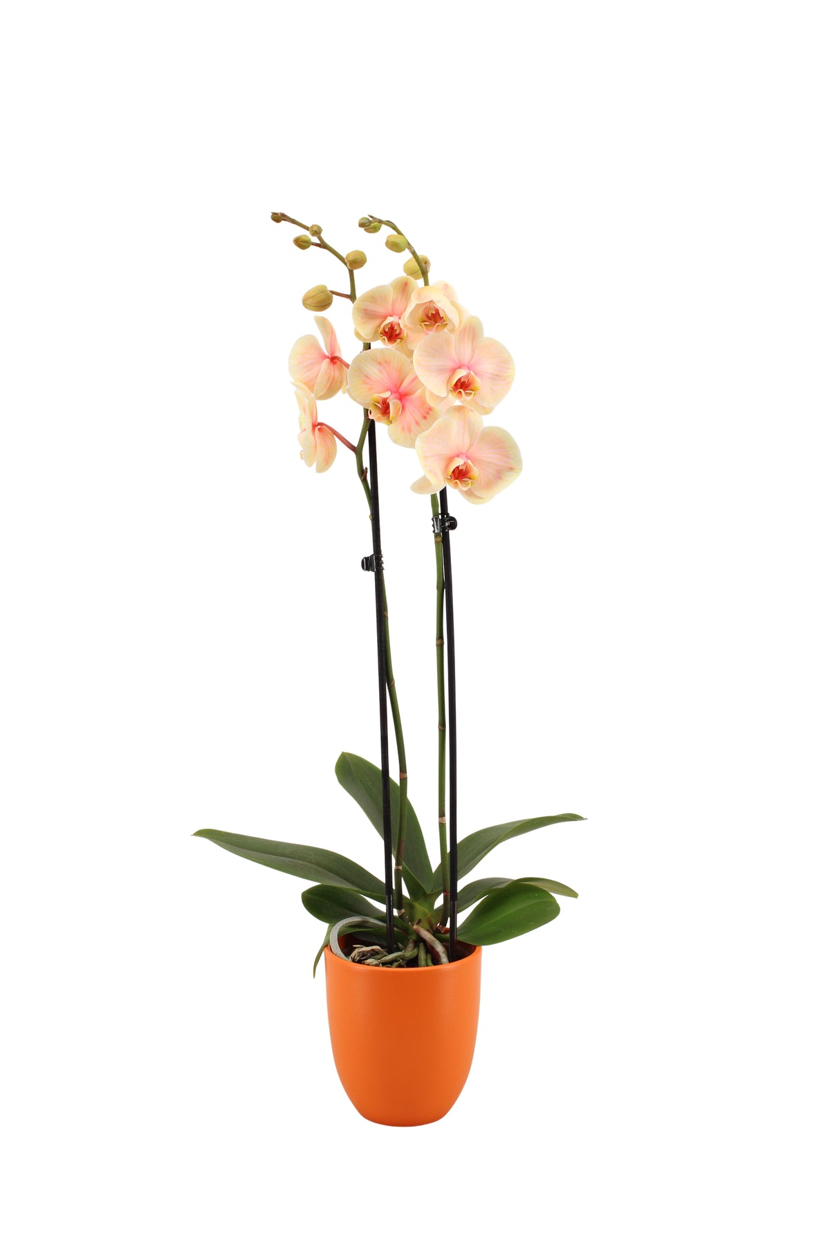 Phalaenopsis Hybrid 55cm 12cm Pot