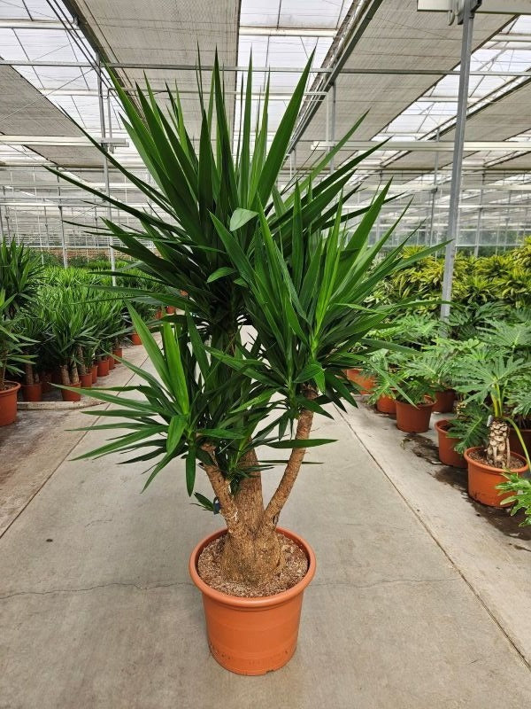 Yucca branched 180cm 50cm Pot