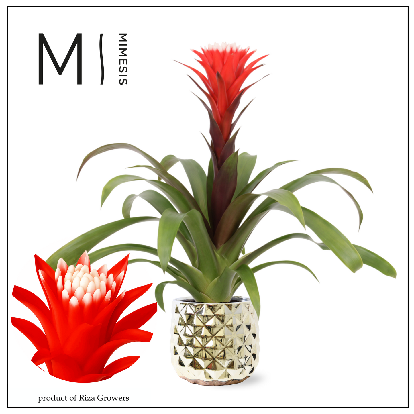Riza Bromelia Specialist Guzmania Hope Pack of 4