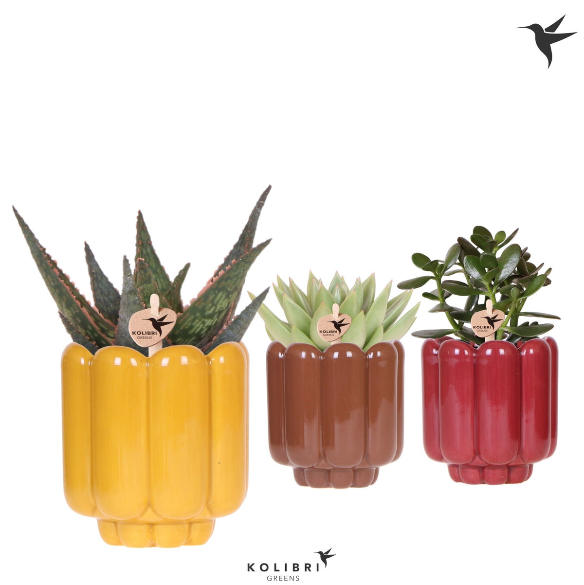 Succulent mix 22cm 9cm Pot