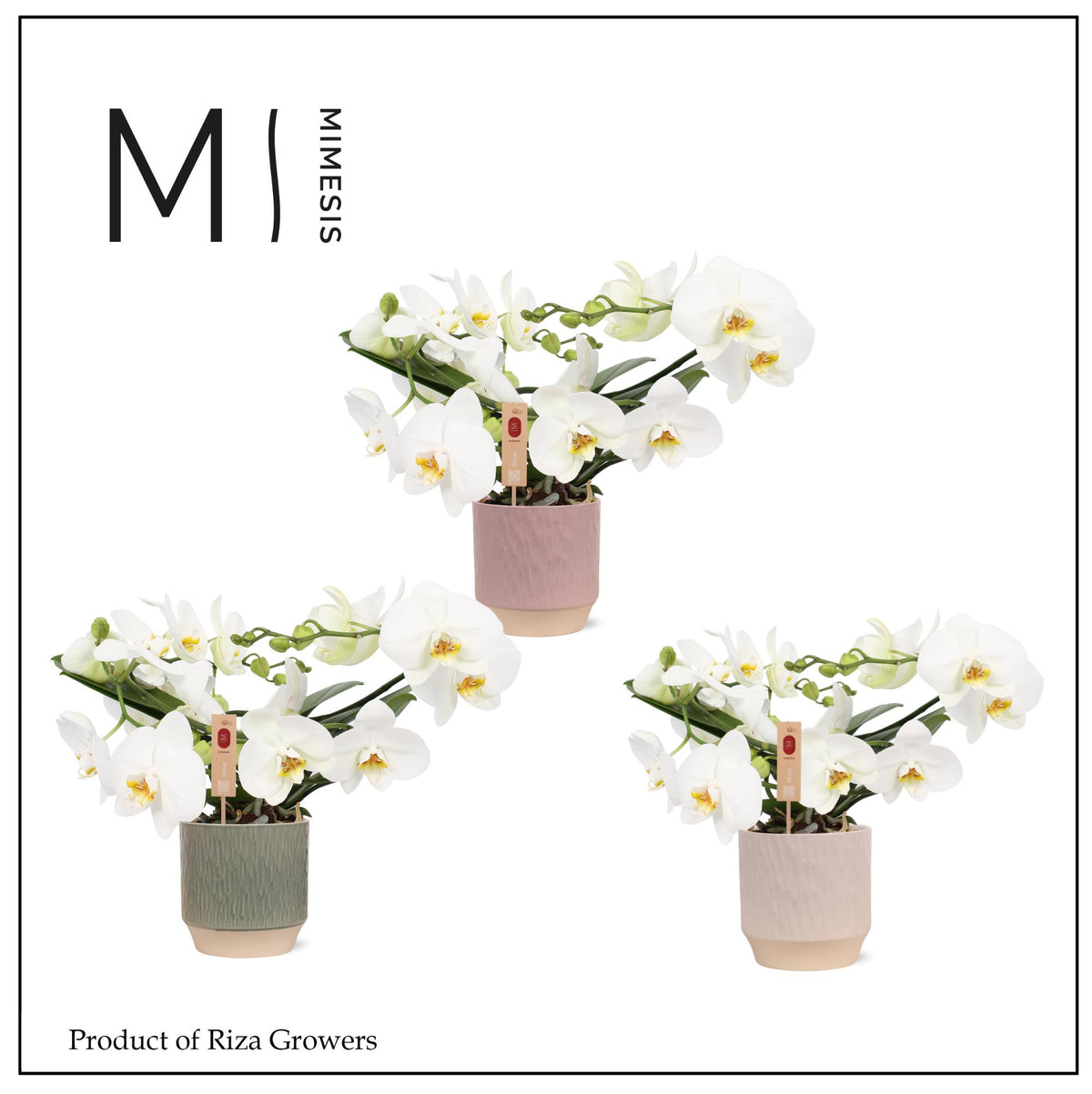 Phalaenopsis Muse White 35cm 12cm Pot