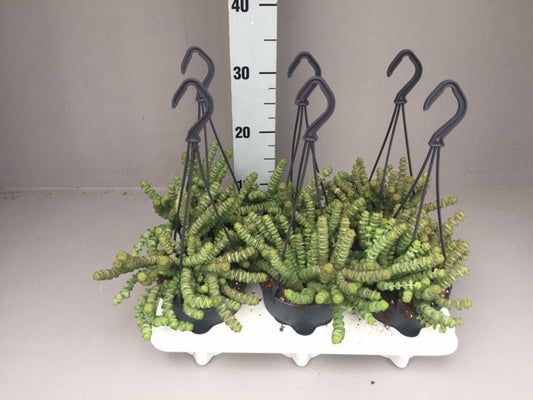 Crassula marnieriana 35cm 12cm Pot