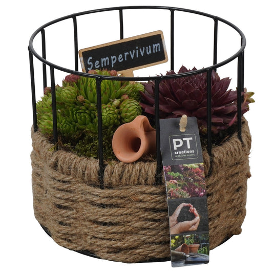arr. Sempervivum 15cm 17cm Pot