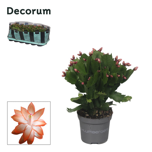 Schlumbergera truncata 18cm 9cm Pot