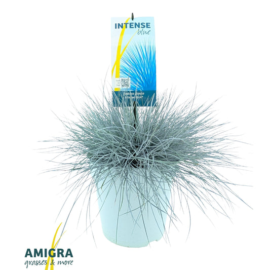 Festuca Intense Blue 45cm 23cm Pot