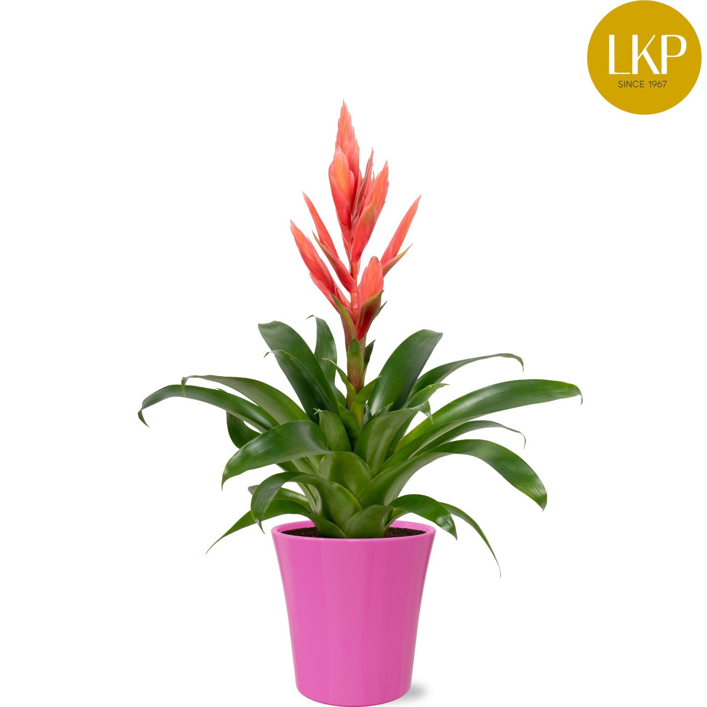 LKP plants Tillandsia Ziva Pack of 6