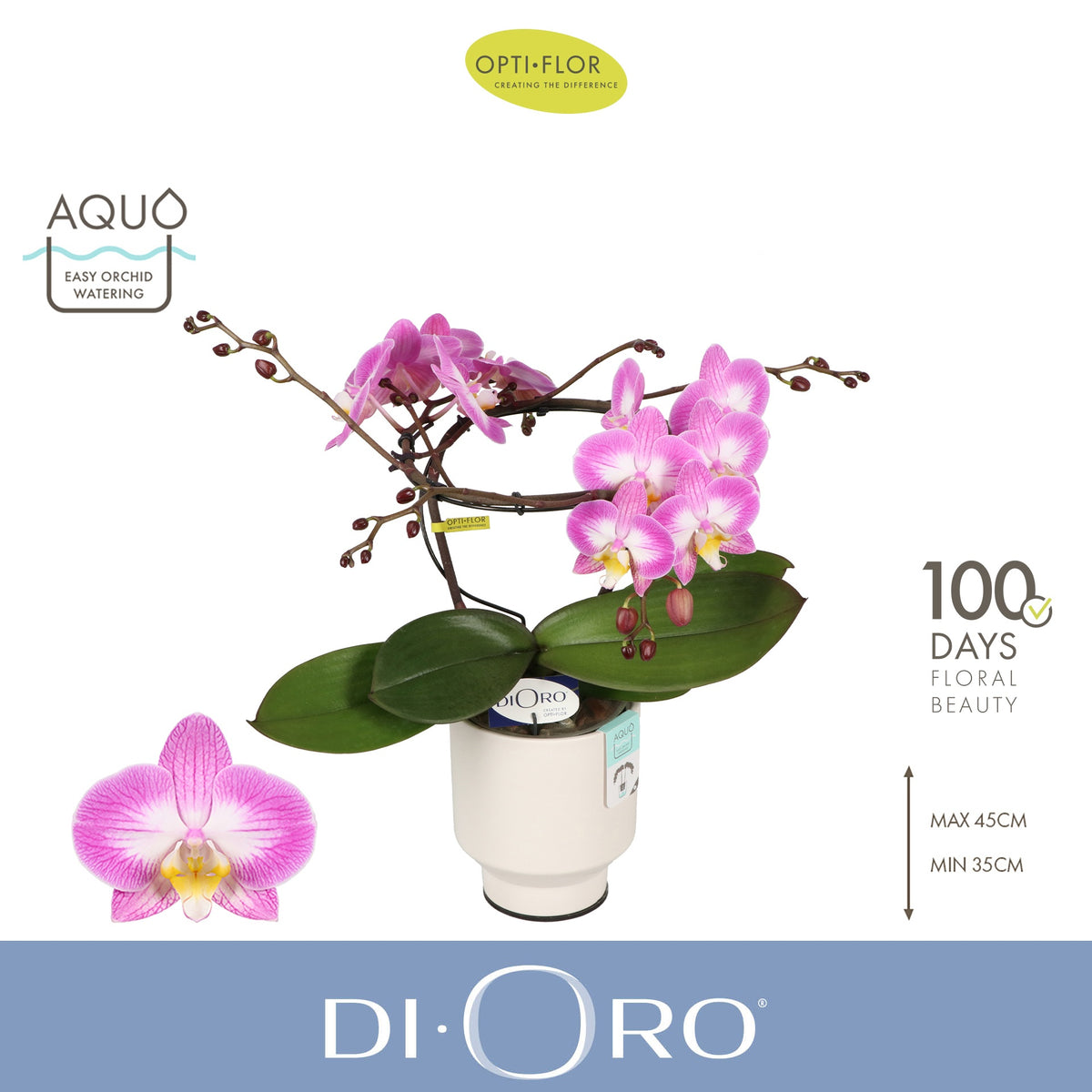 Phalaenopsis pink 50cm 12cm Pot
