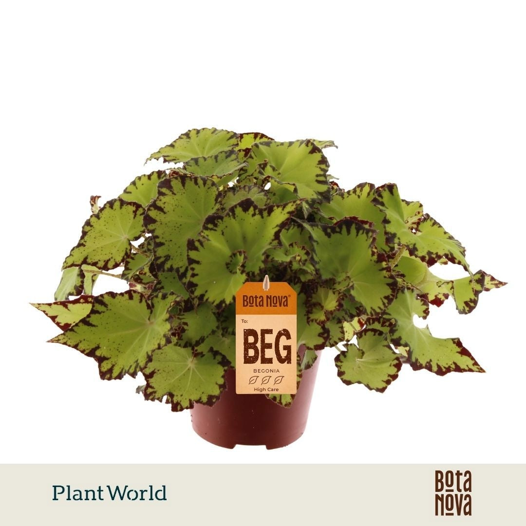 Plantworld Jogrow Begonia Magic Colours Jive Pack of 8