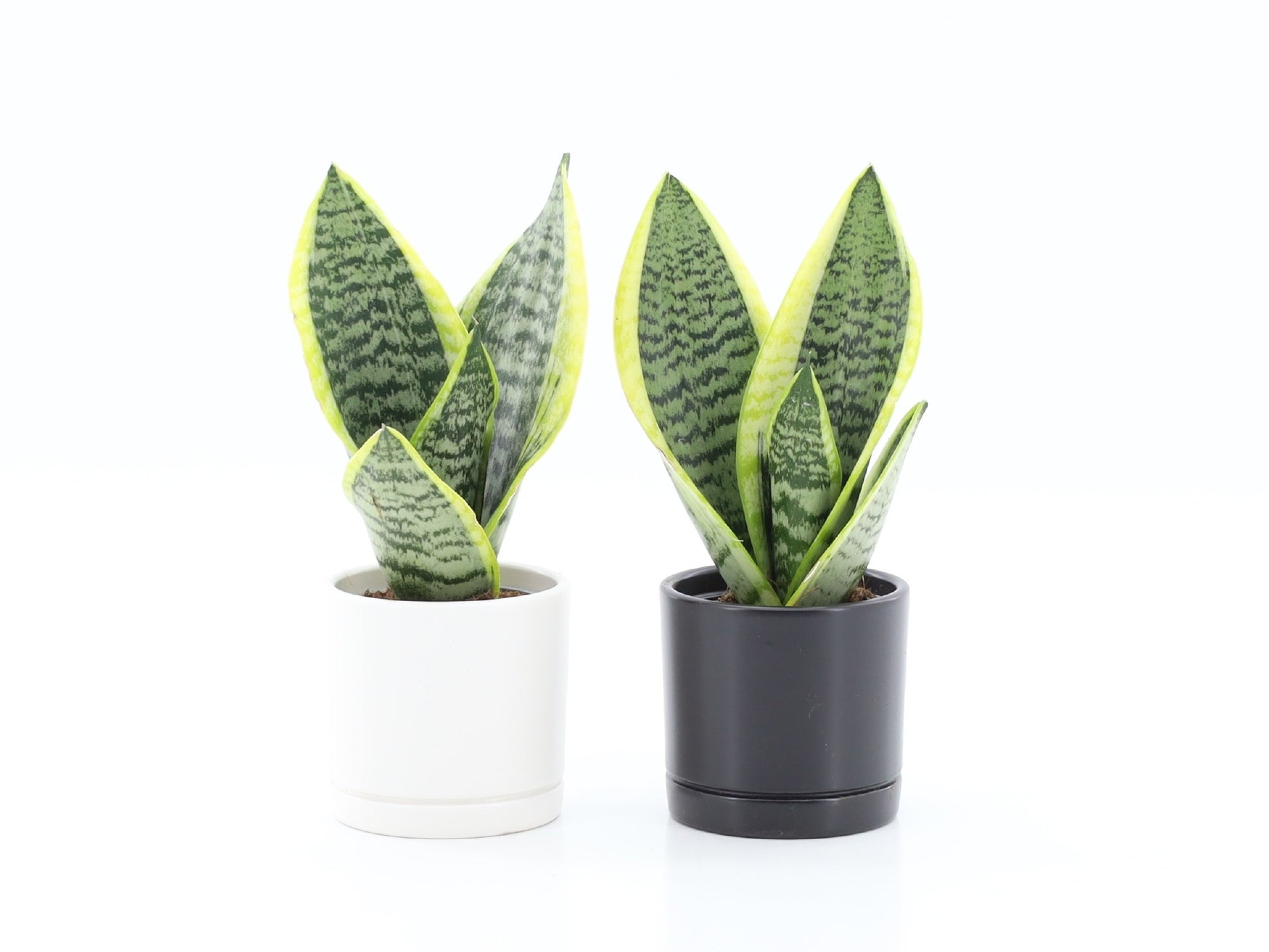 Sansevieria Futura Superba 25cm 10.5cm Pot