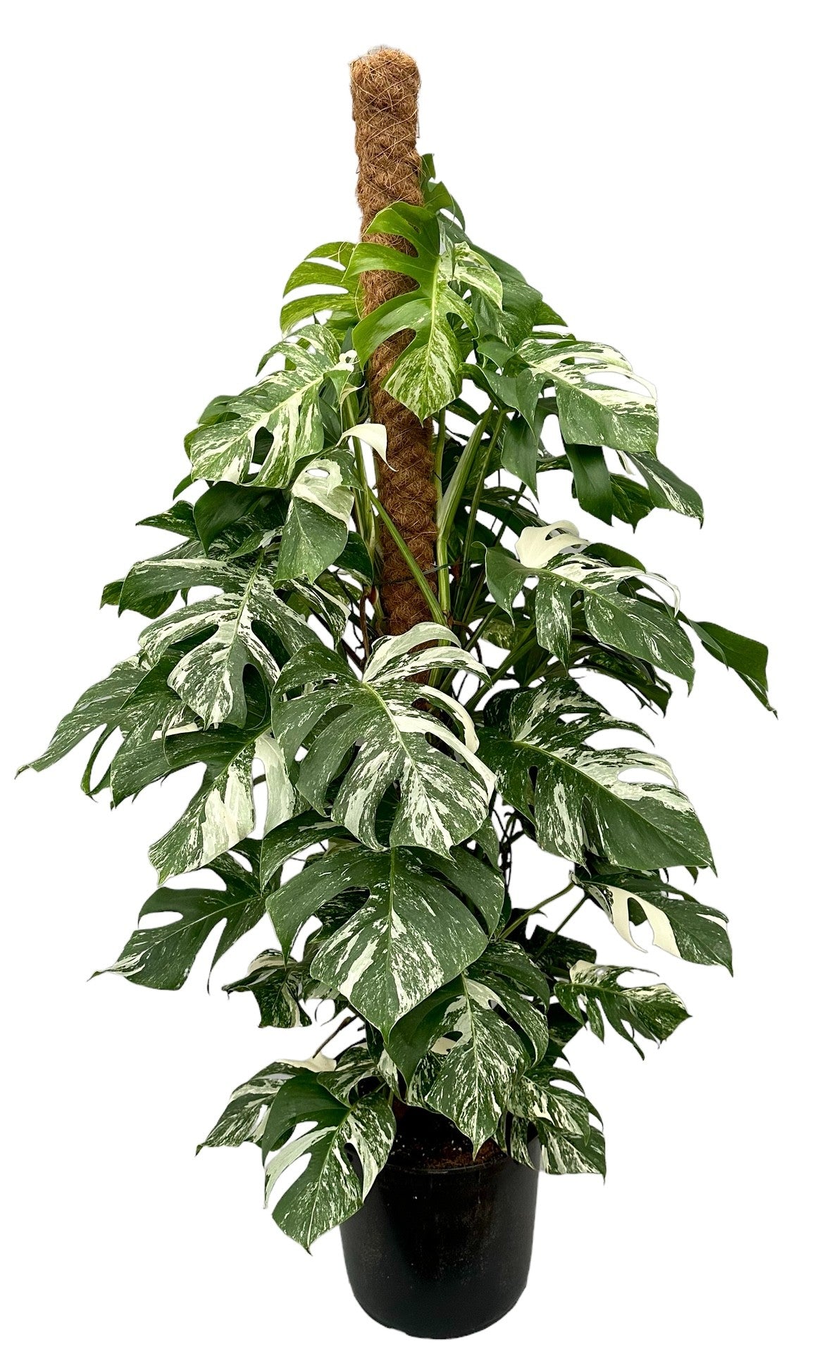 Monstera Variegated 160cm 32cm Pot