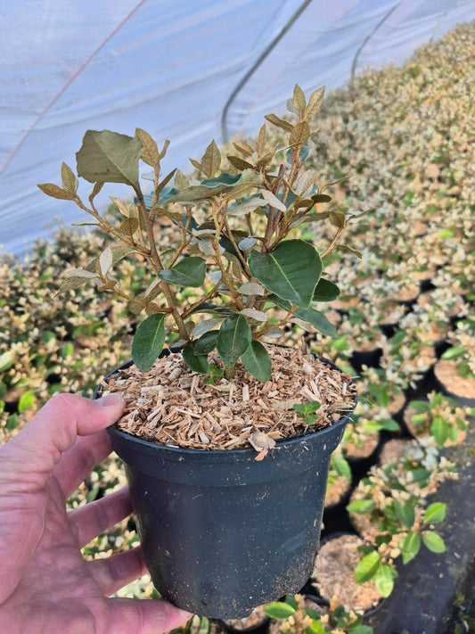 Roessel Tuinpl. VOF, B. v. Elaeagnus ebbingei Pack of 6