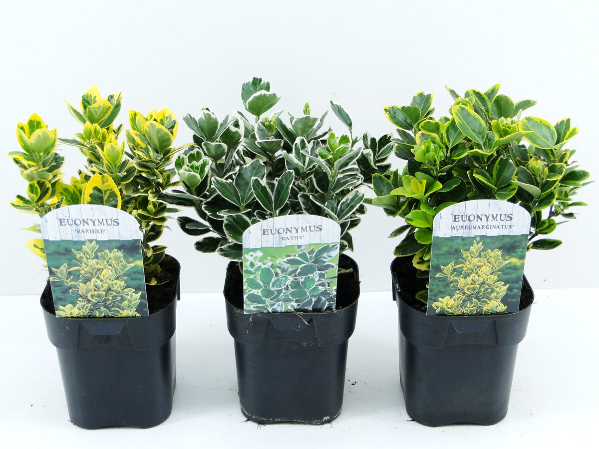 Euonymus japonicus 25cm 17cm Pot