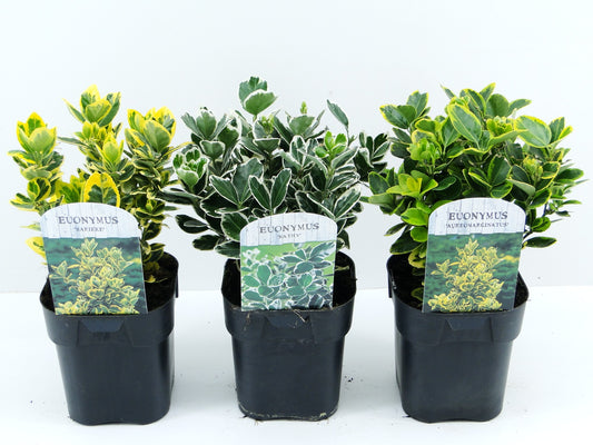 Euonymus japonicus 25cm 17cm Pot