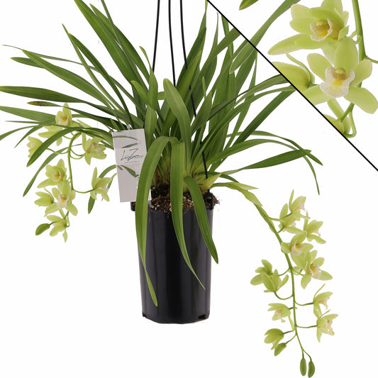 Cymbidium Sarah Jean Jennifer 60cm 14cm Pot