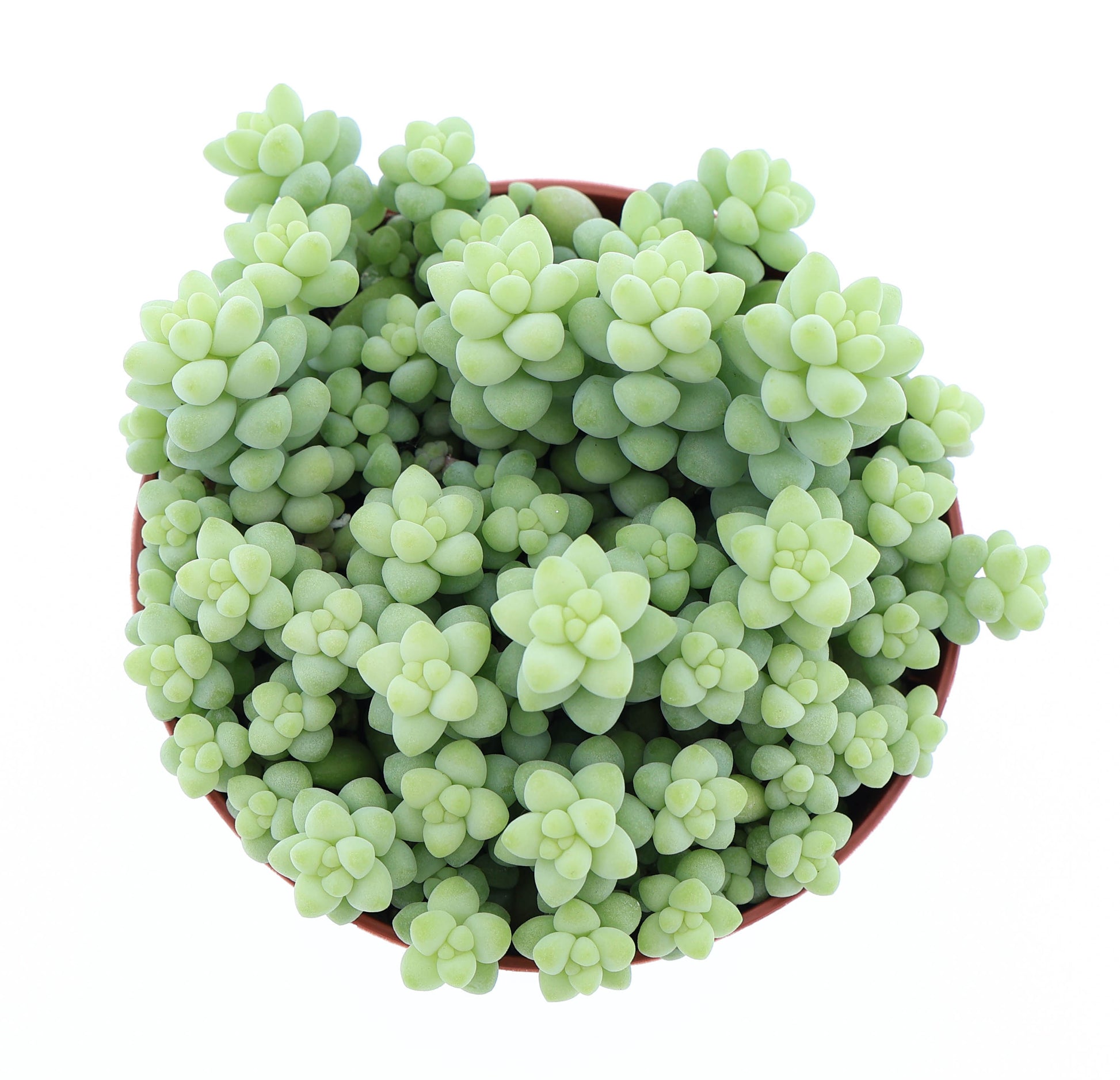Euro Cactus Holland Bv Sedum Burrito Pack of 12