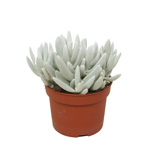 Senecio candidans 18cm 510cm Pot