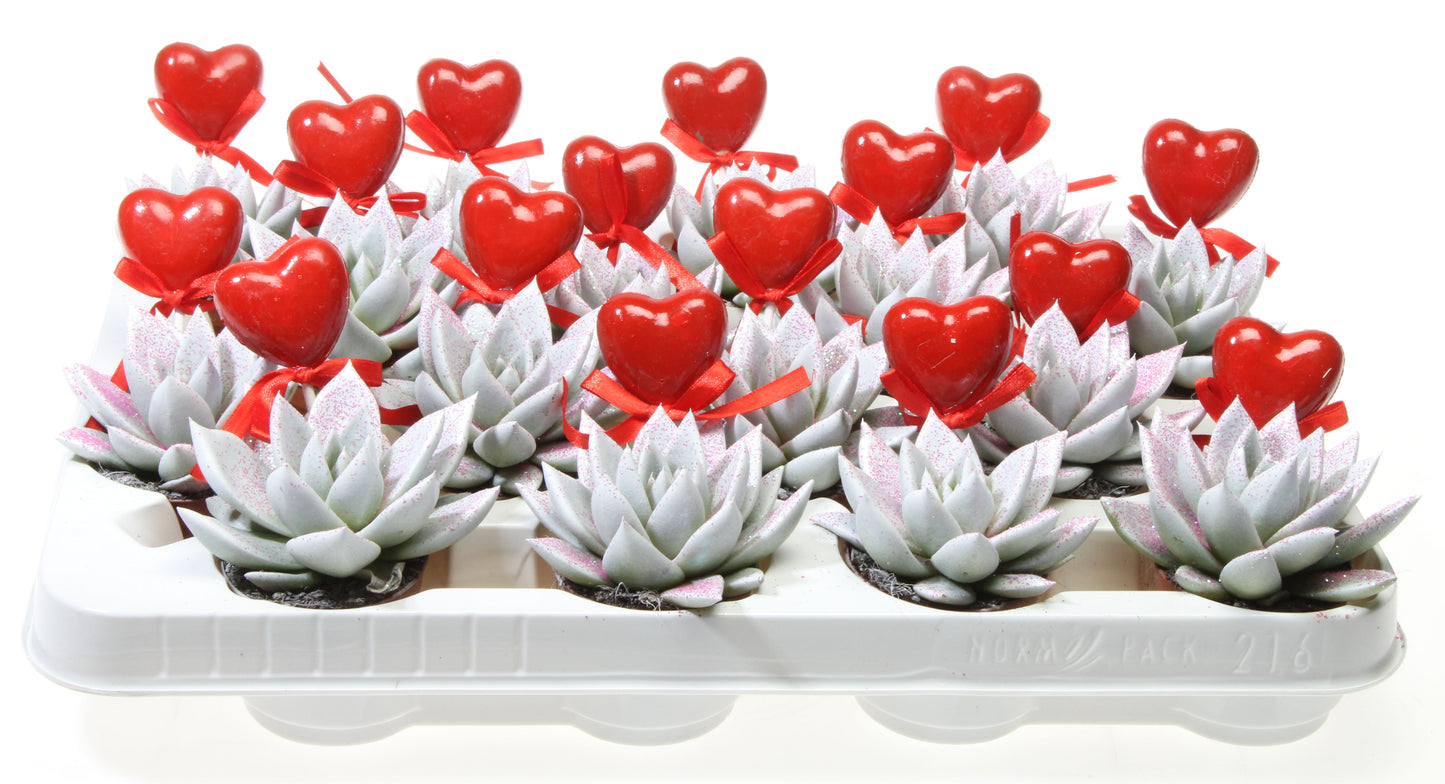 Miranda wit roze glitter + hartje 8cm 6cm Pot