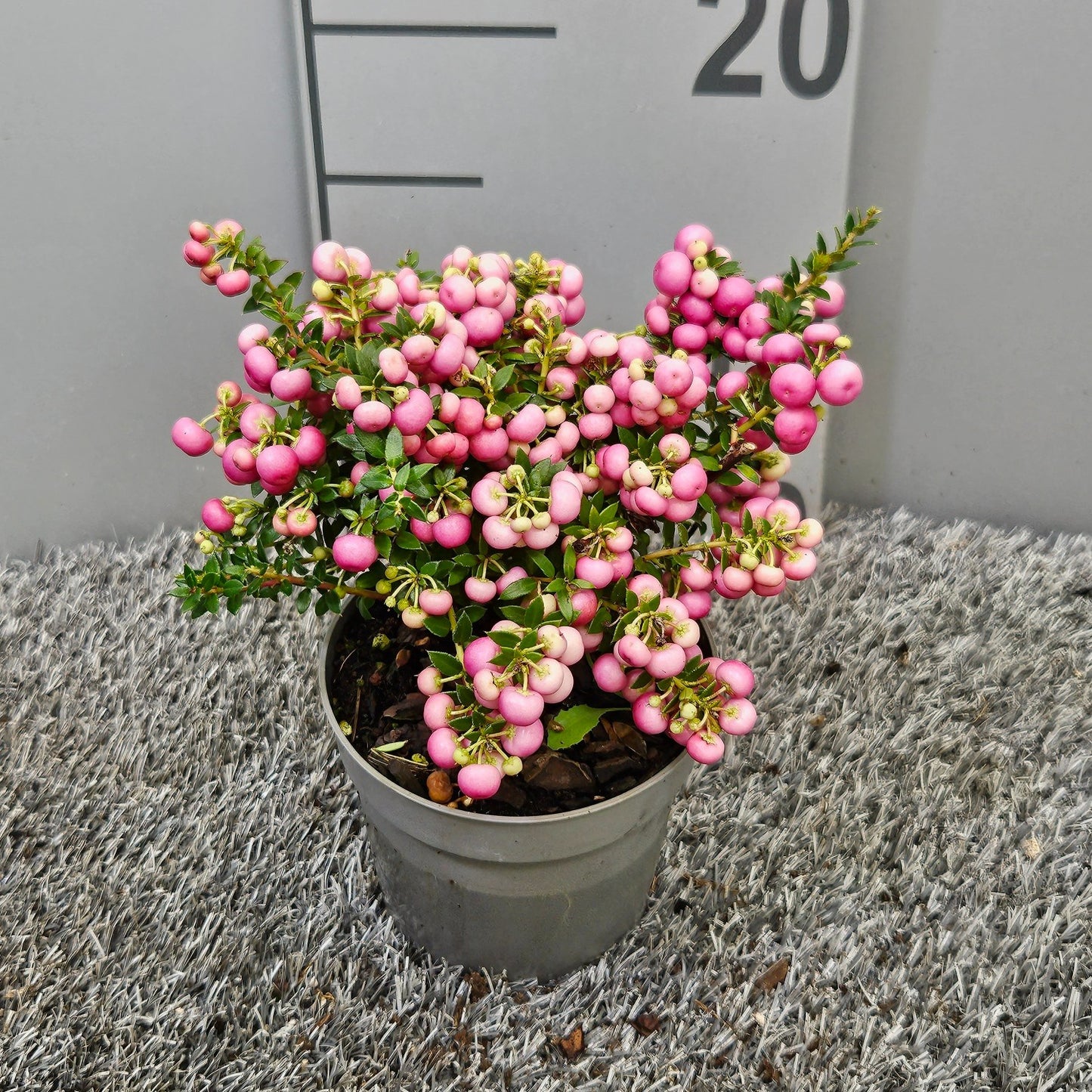 Bakhuijzen, J.W. Gaultheria mucr. pink Pack of 15