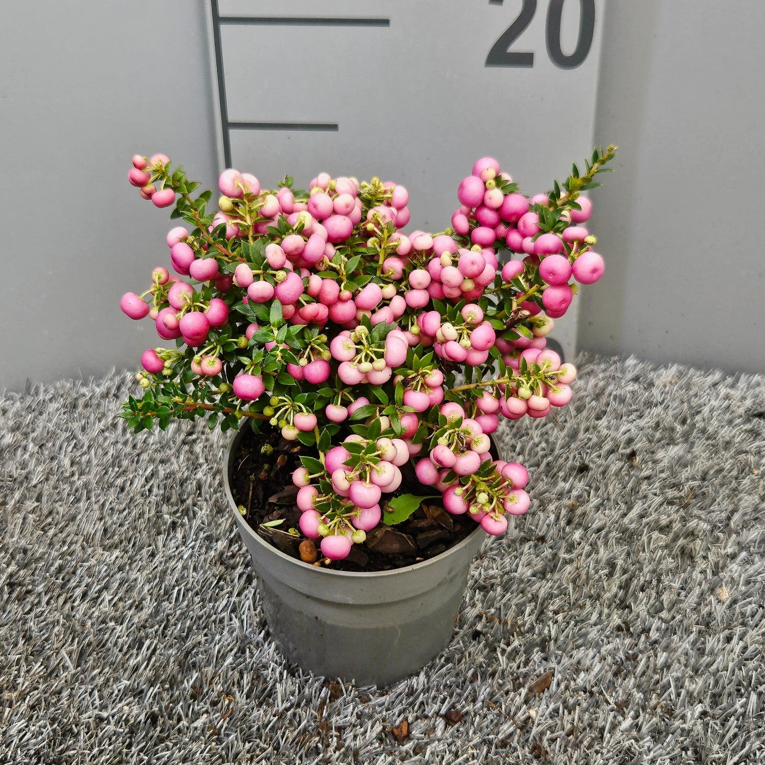 Bakhuijzen, J.W. Gaultheria mucr. pink Pack of 15