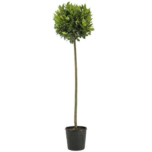 Laurus nobilis 160cm 25cm Pot