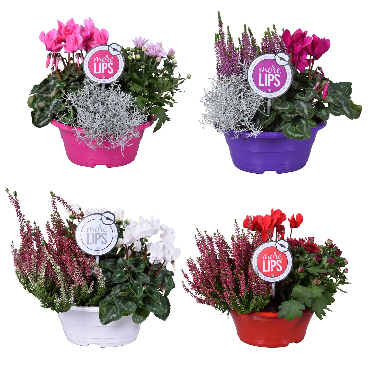 Bedding plants mixpot 30cm 23cm Pot