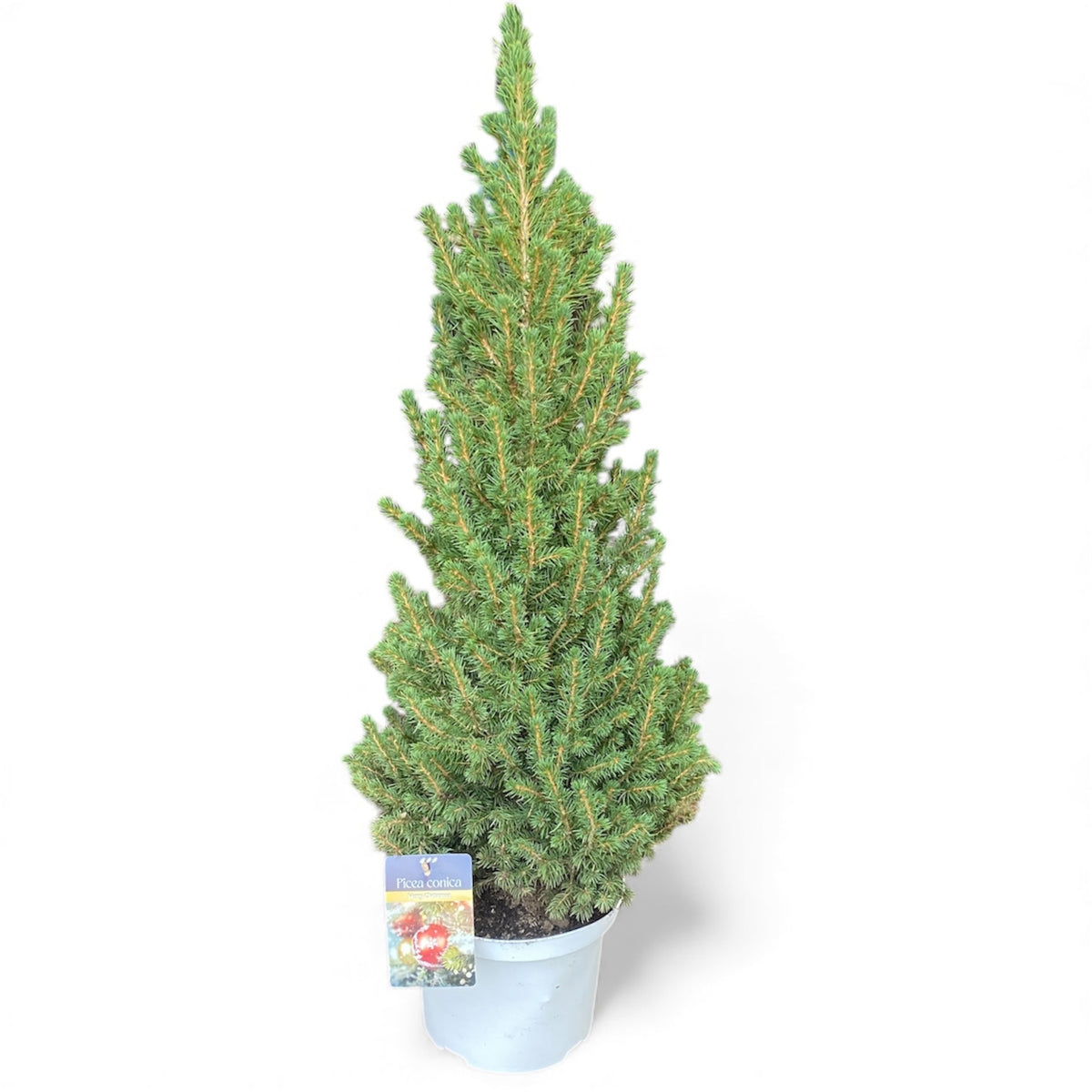 Picea glauca Conica 80cm 23cm Pot