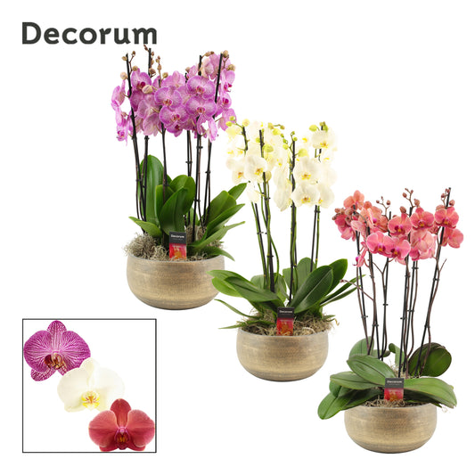 Phalaenopsis mix 65cm 27cm Pot