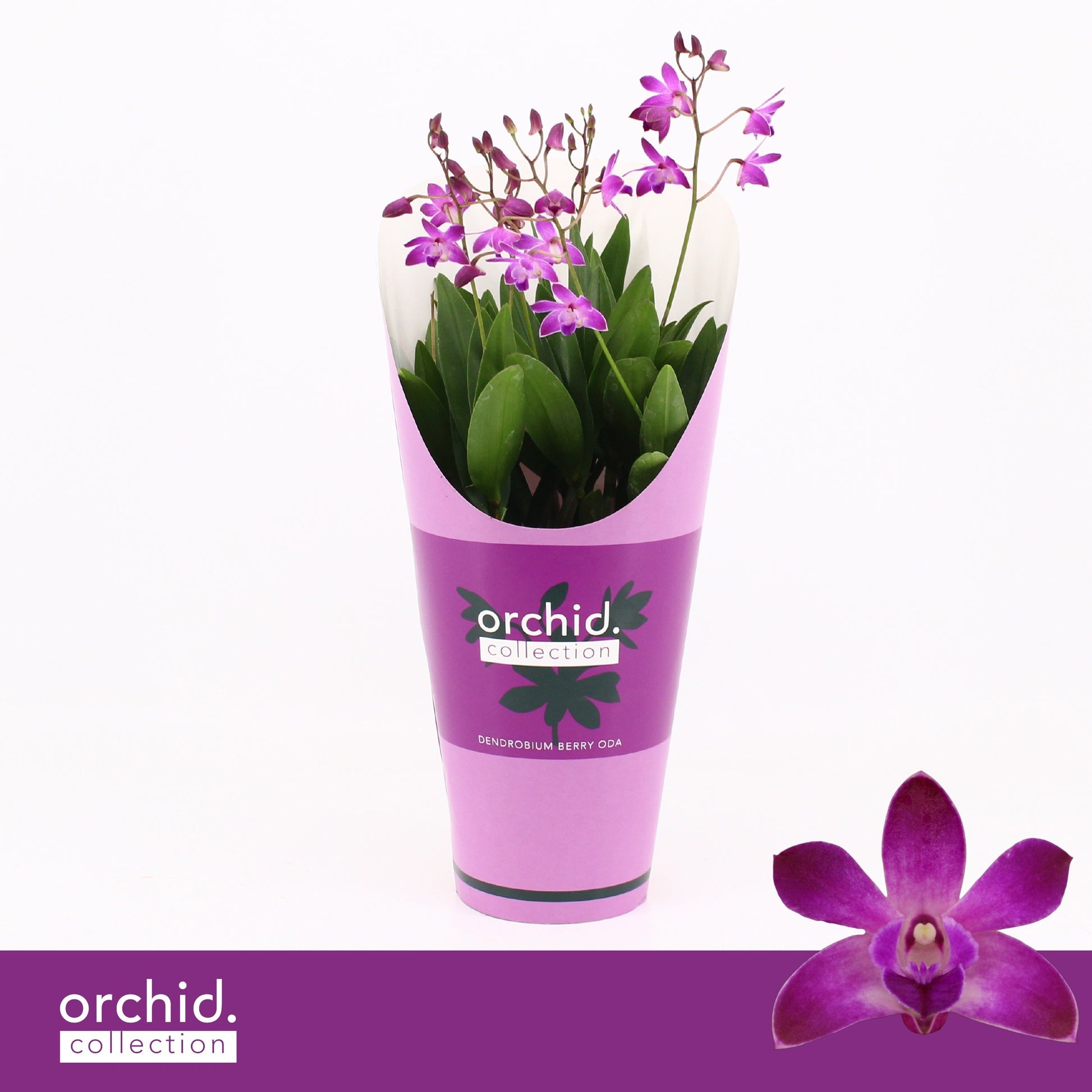 Dendrobium Berry Oda 40cm 12cm Pot