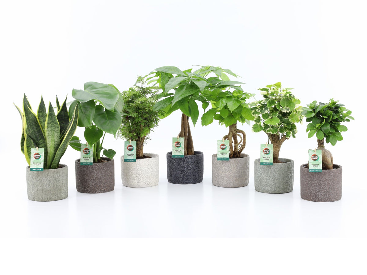 Foliage houseplants mix 35cm 14cm Pot