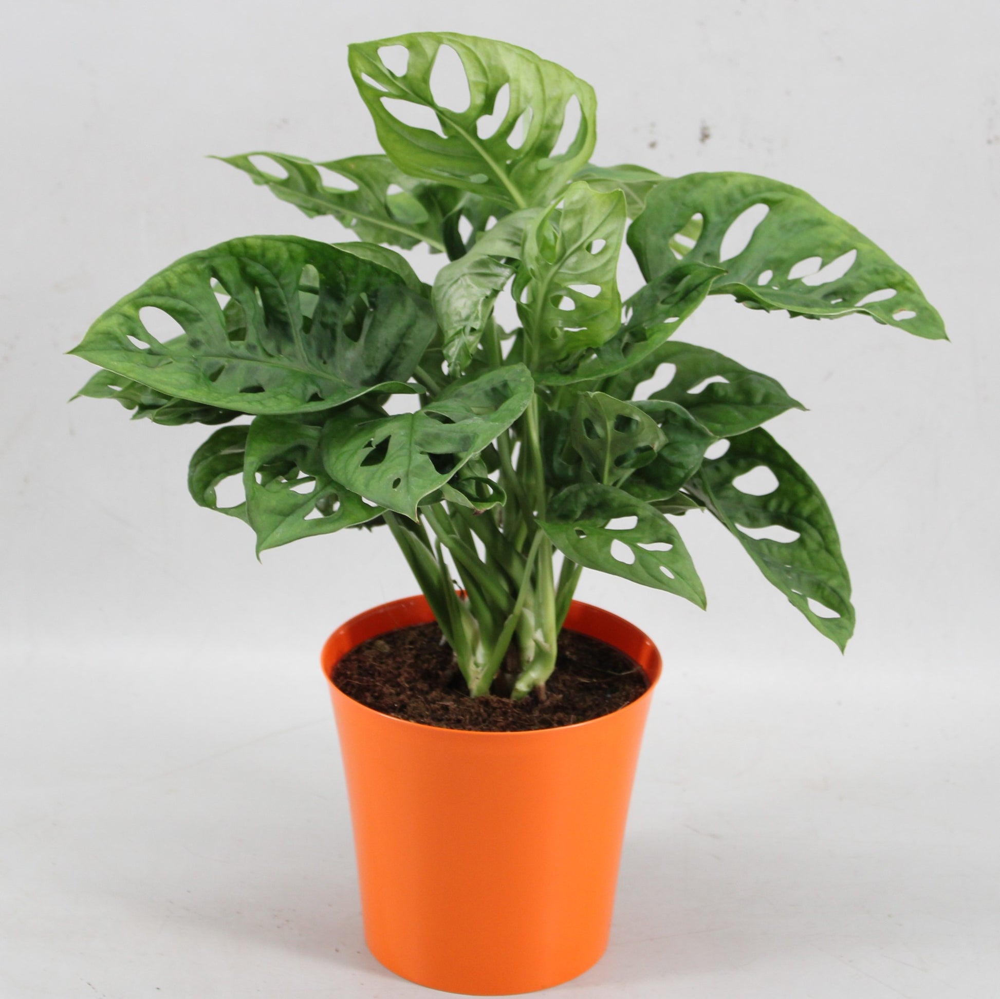 Monstera Monkey Leaf 30cm 12.5cm Pot