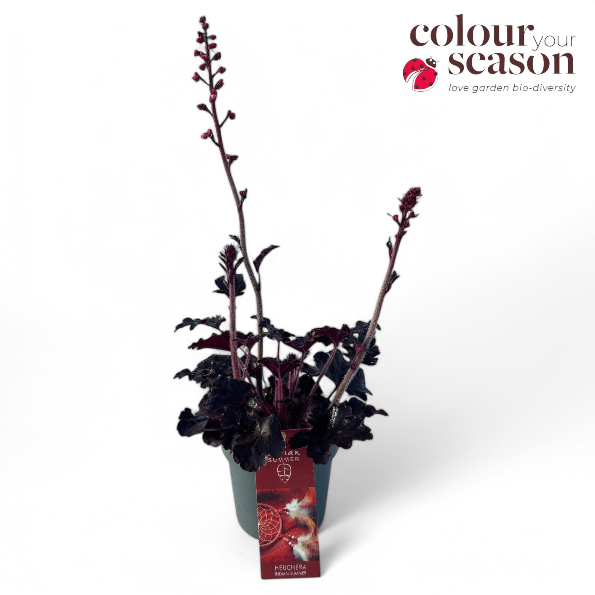Heuchera hybrid 40cm 12cm Pot