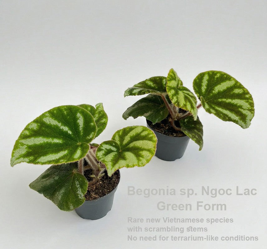 Begonia rex 20cm 12cm Pot