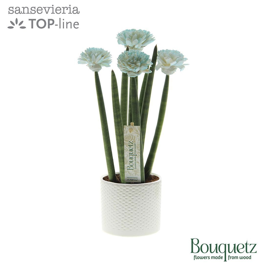 Sansevieria cylindrica 35cm 8.5cm Pot