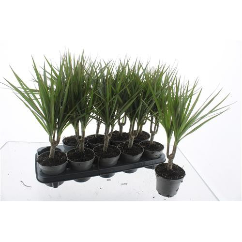 Dracaena marginata 45cm 12cm Pot
